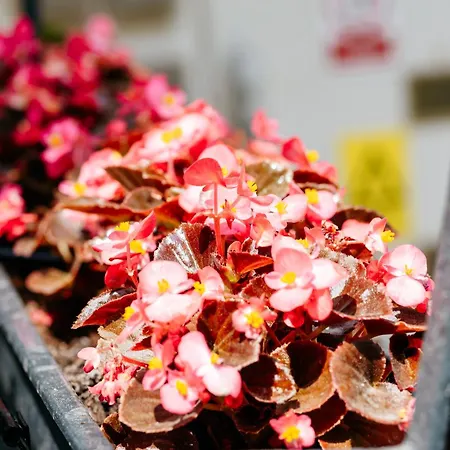 The Muse - Kronstadt Brasov