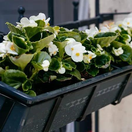 The Muse - Kronstadt Lejlighed