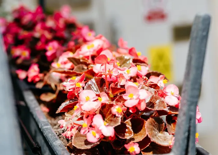 The Muse - Kronstadt Braşov