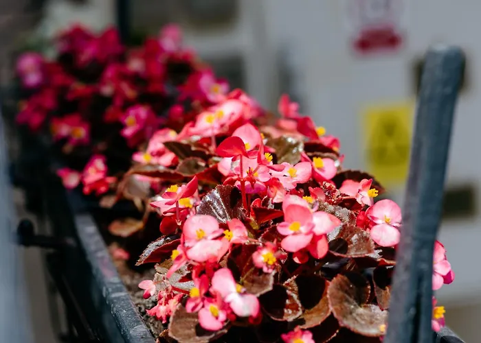 Apartamento The Muse - Kronstadt Braşov