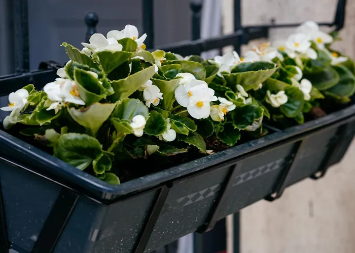 The Muse - Kronstadt Daire